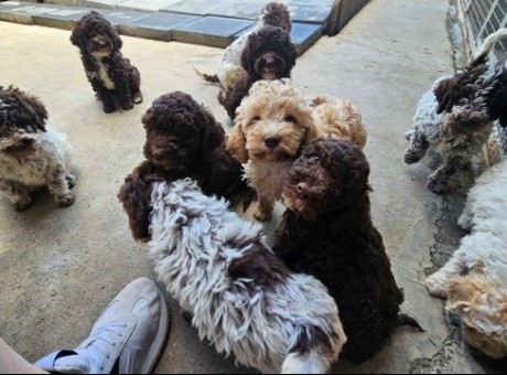 lagotto 01a.jpg